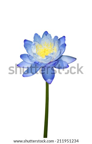 A yellow water lily on dark background