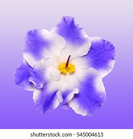 Beautiful  Blue And White Flower African Violet Isolated On Gradient Background. African Violet Head Macro Photo. African Violet Flower