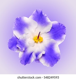 Beautiful  Blue And White Flower African Violet Isolated On Gradient Background. African Violet Head Macro Photo. African Violet Flower. African Violet Is Tropical Flower