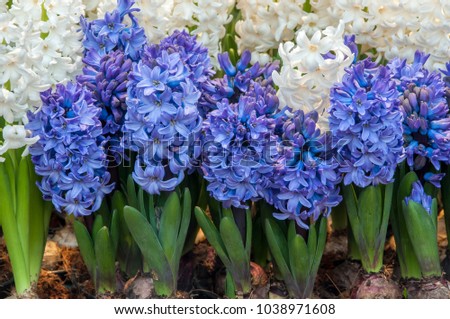 Beautiful blue and White hyacinths flowering in garden. Macro 
