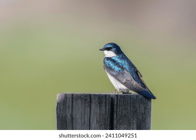 Hermoso macho azul y blanco Tragar árbol parado en un poste de madera