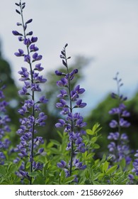 Beautiful Blue wild indigo blooms in early summer - Shutterstock ID 2158692669