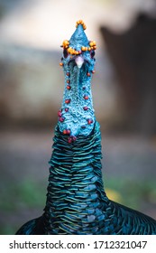 Beautiful blue wild ocellated turkey staring into the camera. Big colorful bird in the jungle in Northern Guatemala.  - Shutterstock ID 1712321047