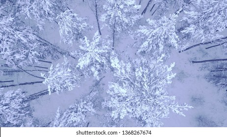 Beautiful Blue Winter Young Pine Snow Covered Forest Aerial Close Up View Video With Down Up Camera Zoom In 4K