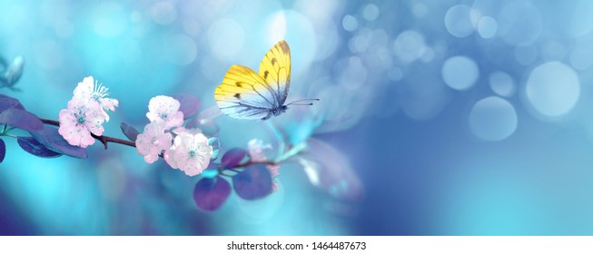 Красивая сине-желтая бабочка в полете и ветка цветущего абрикосового дерева весной на рассвете на светло-голубом и фиолетовом фоне макрос. Элегантный художественный образ природы. Формат баннера, место для копирования.