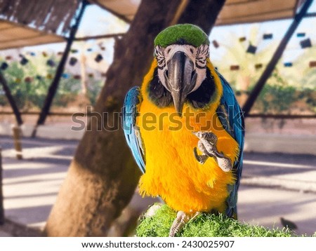 Beautiful blue and yellow macaw parrot looking at the camera and lifting his foot front view