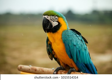 A beautiful Blue and yellow macaw Parrots.
