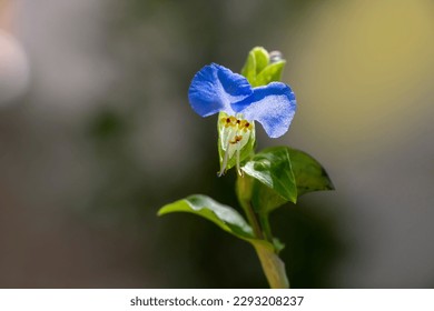 Una hermosa flor azul