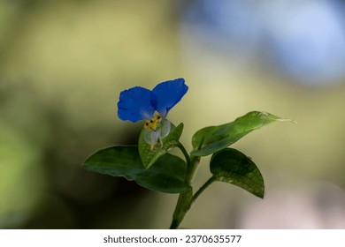 Una hermosa flor azul