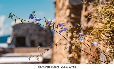 Beautiful Bluebell Bellflower - Campanula Rotundifolia At The Famous Landskron Castle Ruins, Villach, Kaernten, Austria