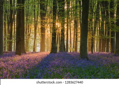 Beautiful bluebell forest landscape image in morning sunlight in Spring - Powered by Shutterstock