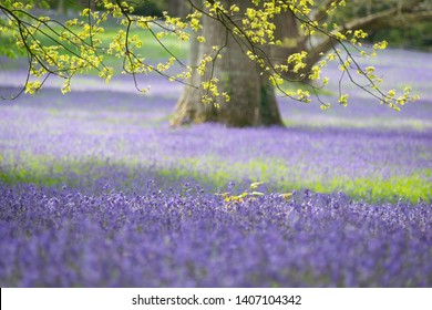 Beautiful Bluebell Woods In England