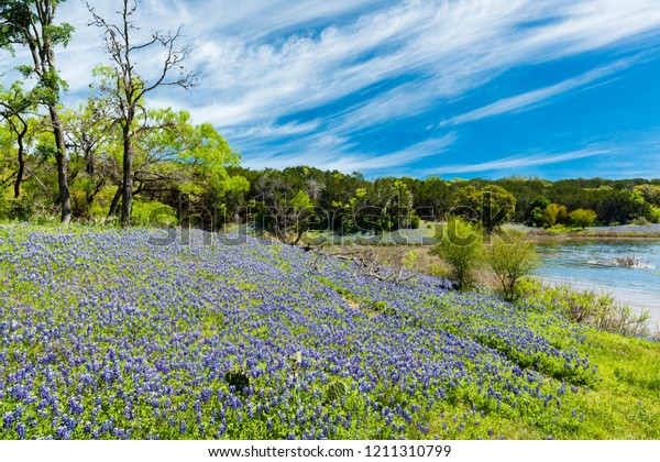 Beautiful Bluebonnets Along Lake Texas Hill Stock Photo (Edit Now ...