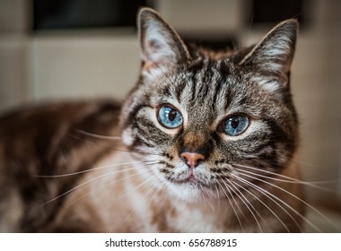 Long Haired Siamese Images Stock Photos Vectors Shutterstock