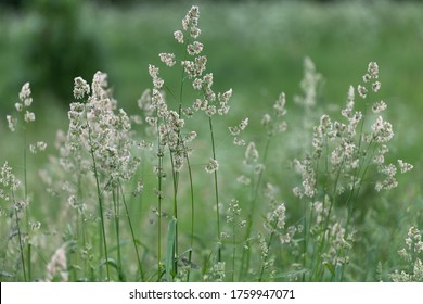 The Beautiful Bluegrass Meadow Grass Close Up