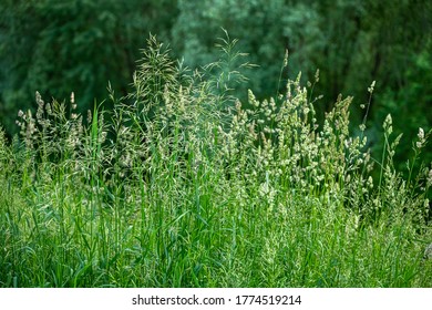 The Beautiful Bluegrass Meadow Grass Close Up