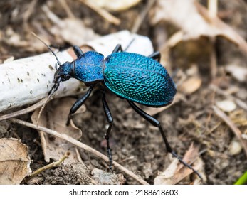 Beautiful blue-green beetle close-up. The Crimean ground beetle.