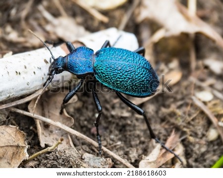 Beautiful blue-green beetle close-up. The Crimean ground beetle.