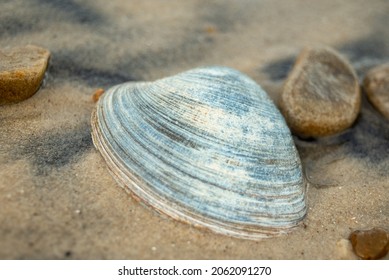 Beautiful blues of a weathered clam shell