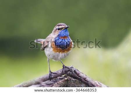 Bluethroat Ornithology