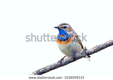 Similar – Bluethroat Ornithology