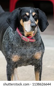 Beautiful Bluetick Coonhound