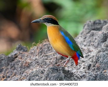 beautiful Blue-winged pitta of Tropical Forest 