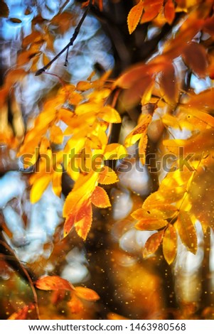 Similar – Autumn flowers and leaves on blue