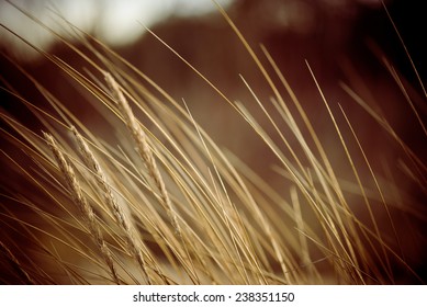 Beautiful Blur Dry Grass And Bent Background - 80's Retro Vintage Color Film Effect