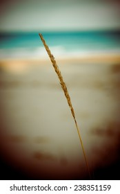 Beautiful Blur Dry Grass And Bent Background - 80's Retro Vintage Color Film Effect