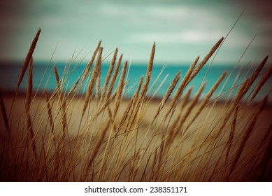 Beautiful Blur Dry Grass And Bent Background - 80's Retro Vintage Color Film Effect