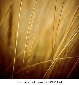 Beautiful Blur Dry Grass And Bent Background - 80's Retro Vintage Color Film Effect