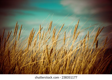 Beautiful Blur Dry Grass And Bent Background - 80's Retro Vintage Color Film Effect