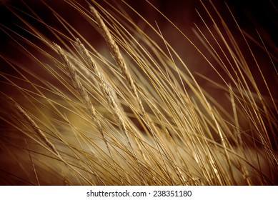 Beautiful Blur Dry Grass And Bent Background - 80's Retro Vintage Color Film Effect