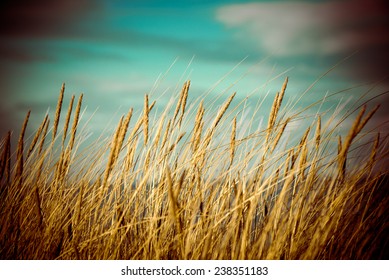 Beautiful Blur Dry Grass And Bent Background - 80's Retro Vintage Color Film Effect