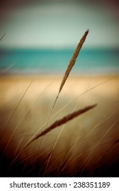 Beautiful Blur Dry Grass And Bent Background - 80's Retro Vintage Color Film Effect