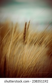 Beautiful Blur Dry Grass And Bent Background - 80's Retro Vintage Color Film Effect