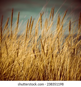 Beautiful Blur Dry Grass And Bent Background - 80's Retro Vintage Color Film Effect