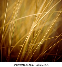 Beautiful Blur Dry Grass And Bent Background - 80's Retro Vintage Color Film Effect