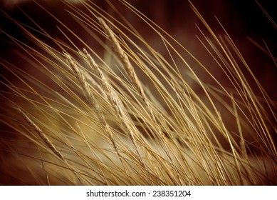 Beautiful Blur Dry Grass And Bent Background - 80's Retro Vintage Color Film Effect