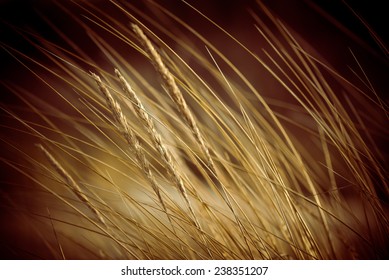 Beautiful Blur Dry Grass And Bent Background - 80's Retro Vintage Color Film Effect