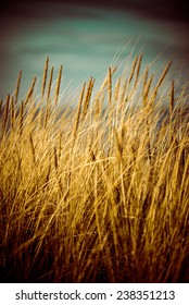 Beautiful Blur Dry Grass And Bent Background - 80's Retro Vintage Color Film Effect