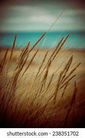 Beautiful Blur Dry Grass And Bent Background - 80's Retro Vintage Color Film Effect