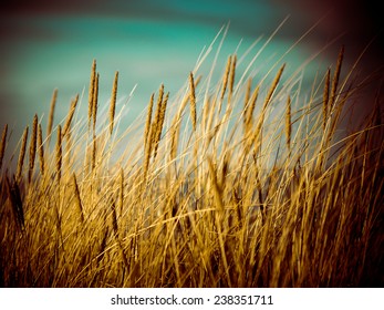 Beautiful Blur Dry Grass And Bent Background - 80's Retro Vintage Color Film Effect