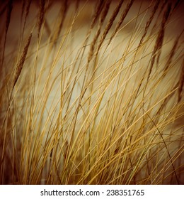 Beautiful Blur Dry Grass And Bent Background - 80's Retro Vintage Color Film Effect