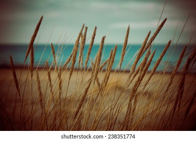 Beautiful Blur Dry Grass And Bent Background - 80's Retro Vintage Color Film Effect