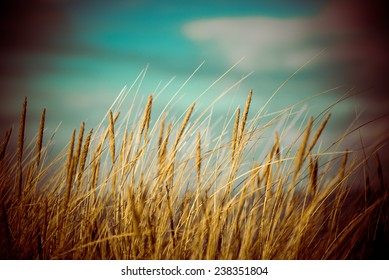 Beautiful Blur Dry Grass And Bent Background - 80's Retro Vintage Color Film Effect