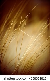 Beautiful Blur Dry Grass And Bent Background - 80's Retro Vintage Color Film Effect