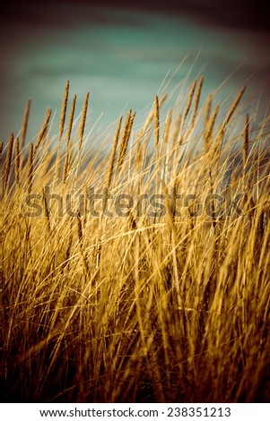 Similar – Image, Stock Photo western beach