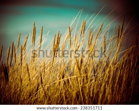 Similar – Image, Stock Photo western beach